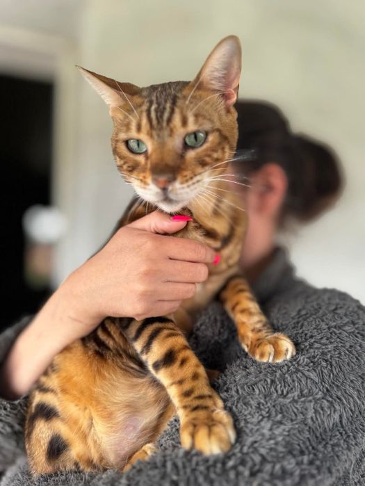 Bengal i Szarusia do adopcji wspolnej szukaja domu
