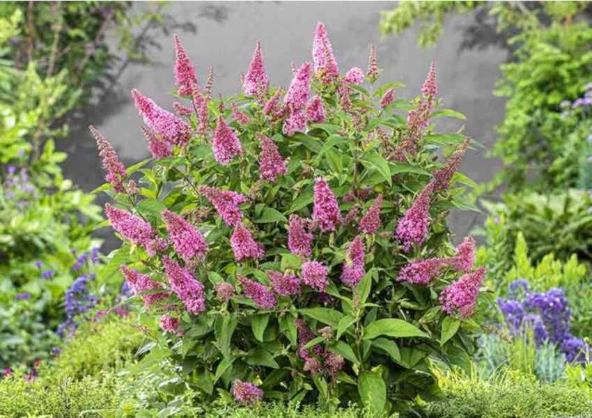 BUDLEJA BUTTERFLY Candy Little Pink - sadzonki w doniczkach