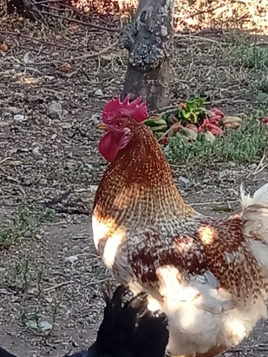 Galinhas e patos