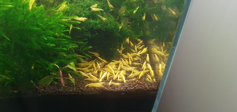 Krewetki akwariowe yellow z pasem neonowym  100szt