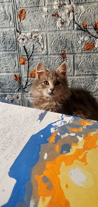 Киця шукає родину