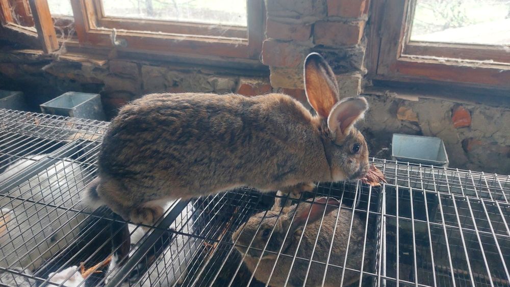 Кролики разного возраста