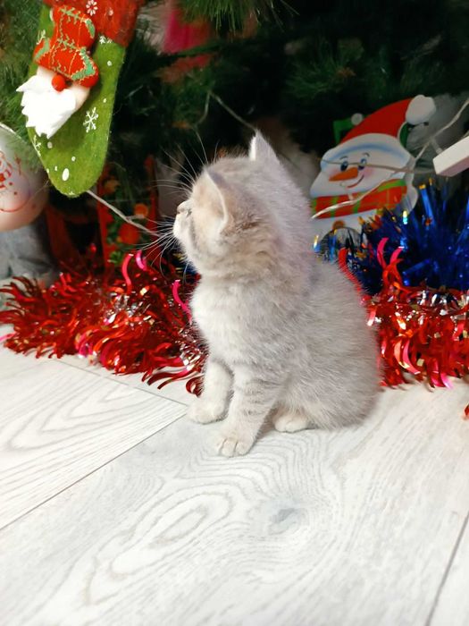 Котик золота шиншила, колір блакитне золото