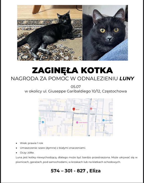 Zagineła kotka-Częstachowa