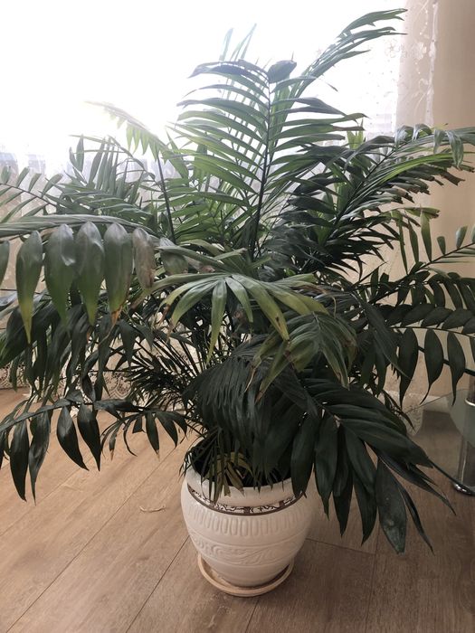 Продам кімнатні рослини