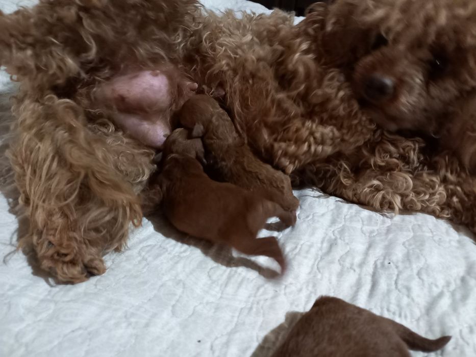 В'язка tea cup 22 см в холці ( док. КСУ)