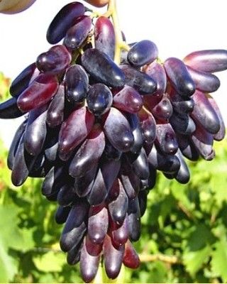 Videira de Uvas dedo de bruxa Compridas Tintas - Apenas envios