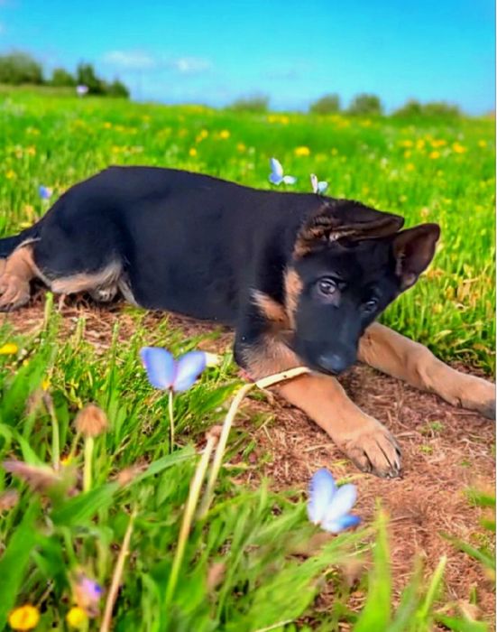 Шикарная девочка из питомника.