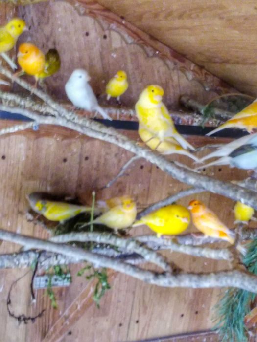 Sprzedam kanarki z woliery zew.