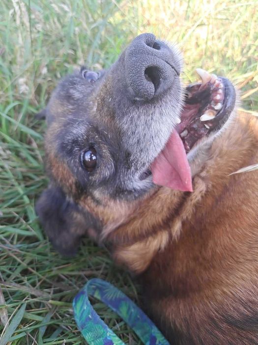 Wykop kochany pies szuka domu! | MASZ NOSA