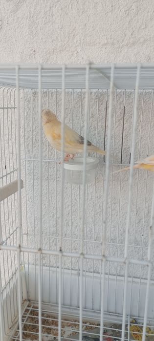 Casal de canários