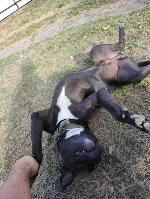 Pies do adopcji, Tyson w typie amstaffa.