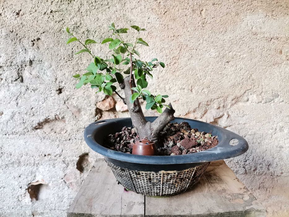 Pré-Bonsai de "Pyrus" (Pereira) - *VENDA URGENTE (DESOCUPAR)*
