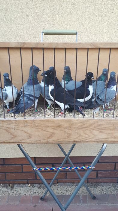 Lot czajki wiedeńskie ganiane