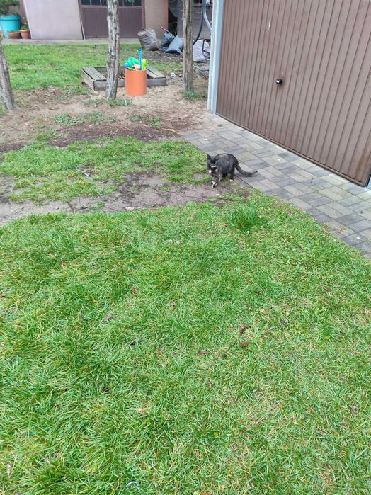 Malutka kotka do oddania