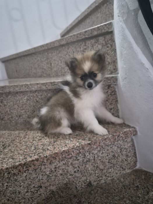 Spitz alemão macho