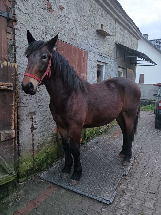 Sprzedam klaczkę 15mc