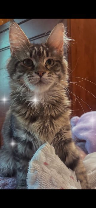 Konwalia duża dziewczyna maine coon SHK WCF
