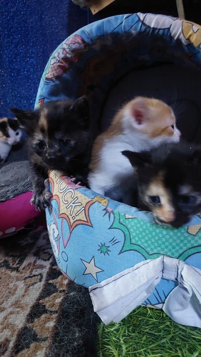 Котята девочки и мальчики