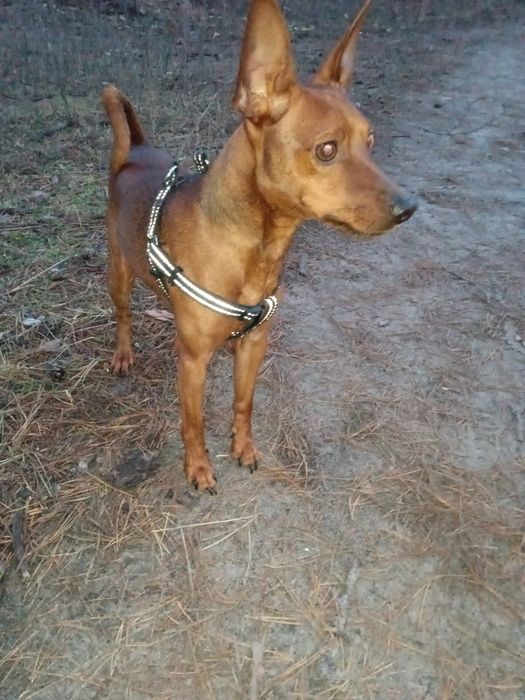 Цвергпинчер кобель для вязки