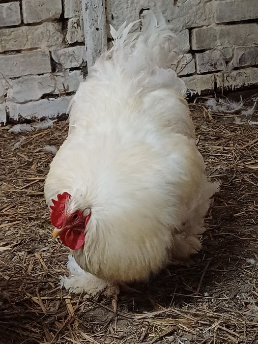 Sprzedam koguta kochin olbrzym
