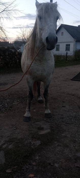 Продається кобила!