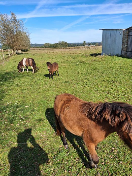 Spr,edam 3 mini kucyki⁰