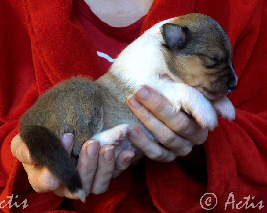 COLLIE Owczarek Szkocki piesek po Championach
