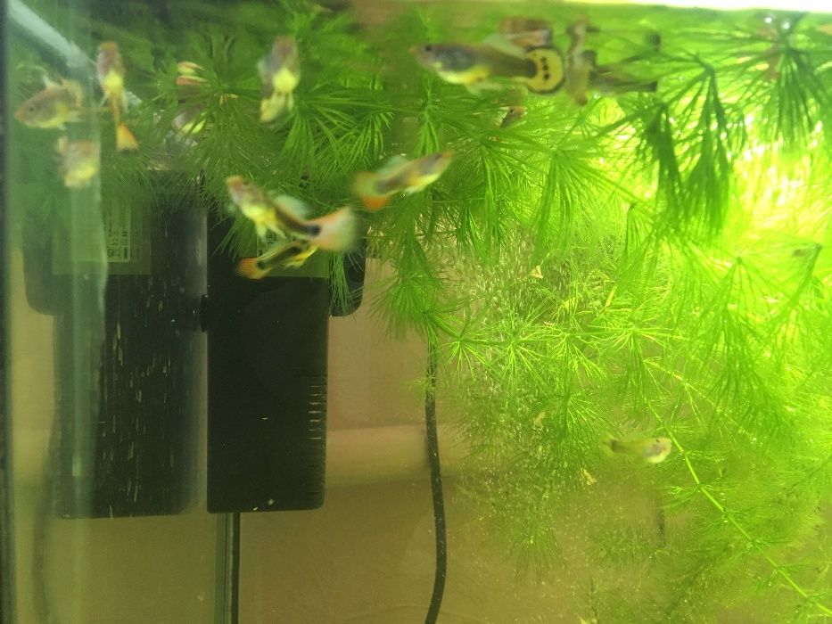 рыбки аквариумные гуппи