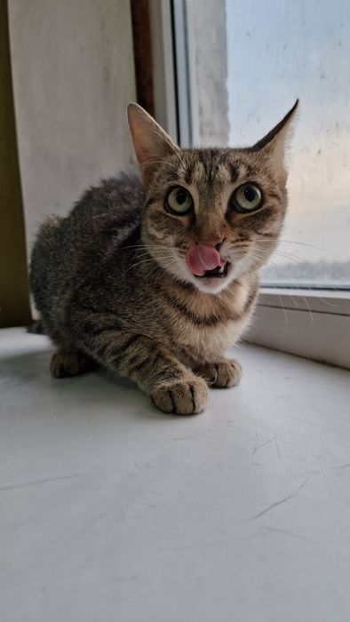 Шукає дім молода, стерильна, оброблена від паразитів