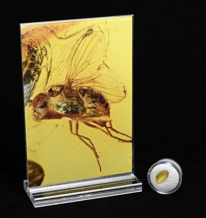Fossil: Ambar do Eoceno com inseto