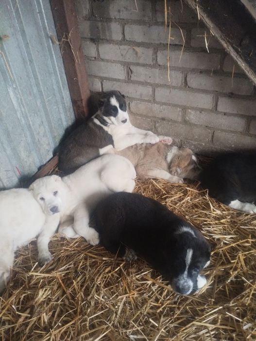 Owczarek środkowoazjatycki