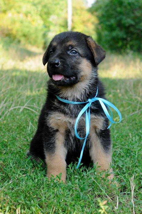 Цуценята німецької вівчарки з чудовим походженням! Кобелі та суки!