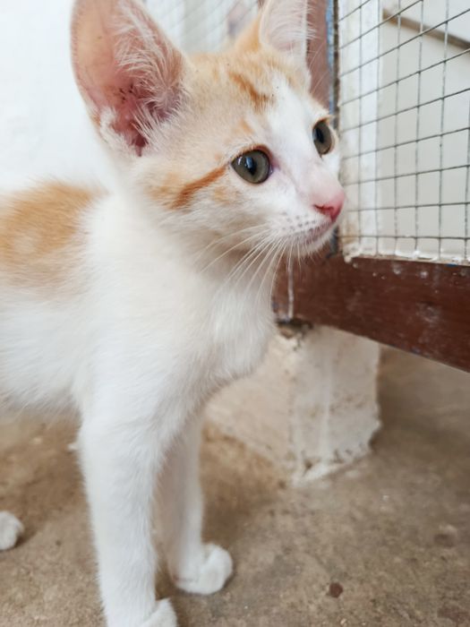 Gatinha bebé para adoção