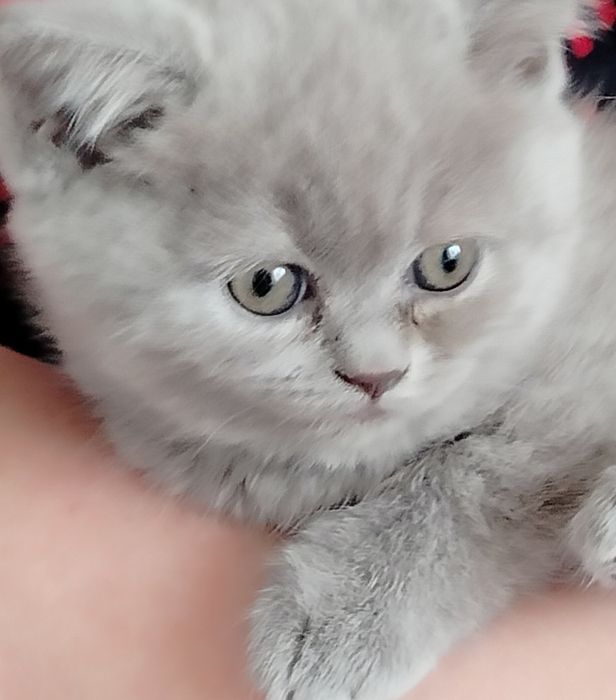 Весна! Подаруйте пухнастих лілових  віслоушок, вашим коханим рідним!