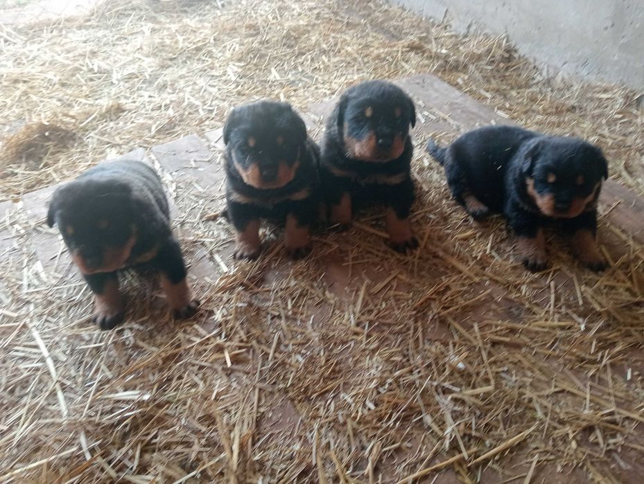 Ротвейлера цуценята