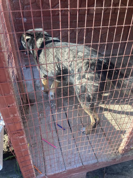 Віддам собаку 7 років