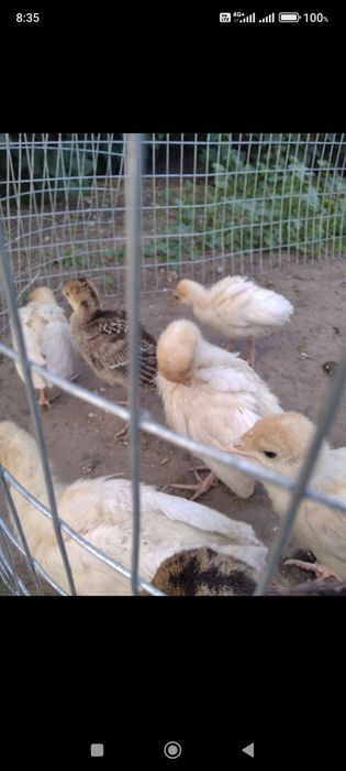 Продам ІНДИЧИНЯТ,село Володькова дівиця, Ніжинський р-н