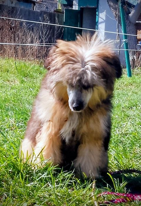 Цуценя КЧС Альфавіль