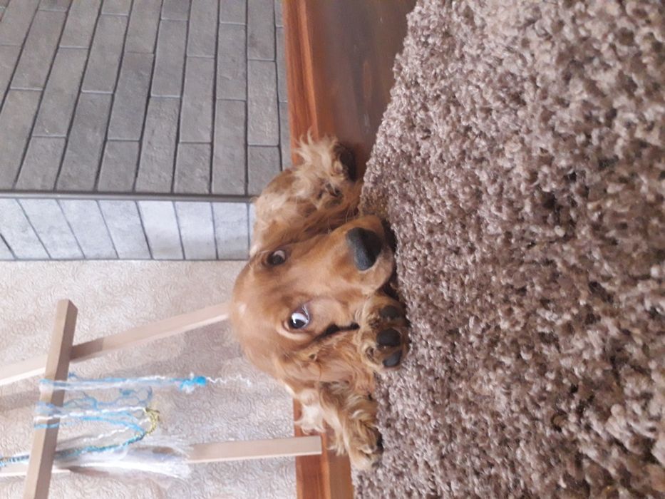 Ніжний  хлопчик чекає наречену