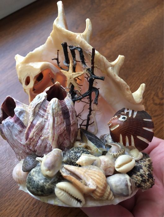 Ракушка ракушки много ракушек