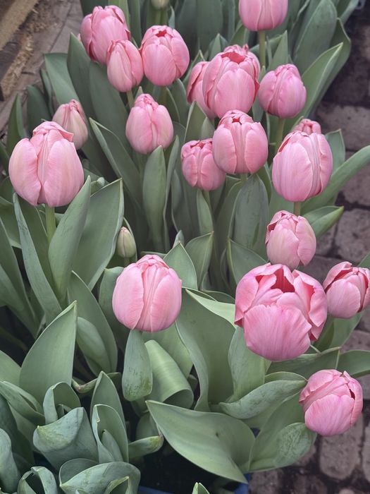 Тюльпани до 8 березня