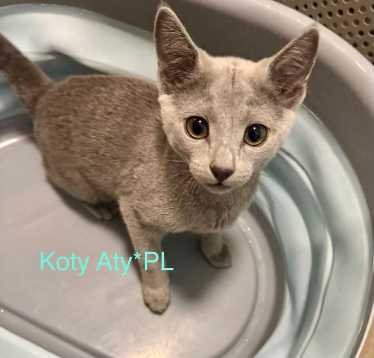 Kotka rosyjska niebieska