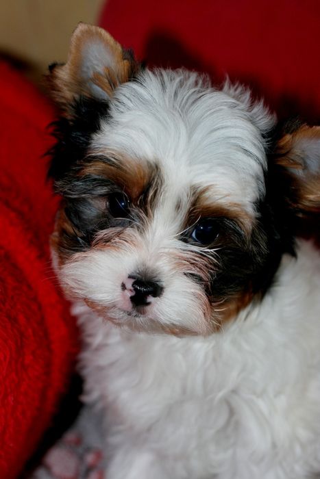 Гарний хлопчик бівер йорк