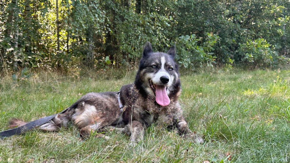 Husky mix, błękitnooka, 6 letnia, adopcja