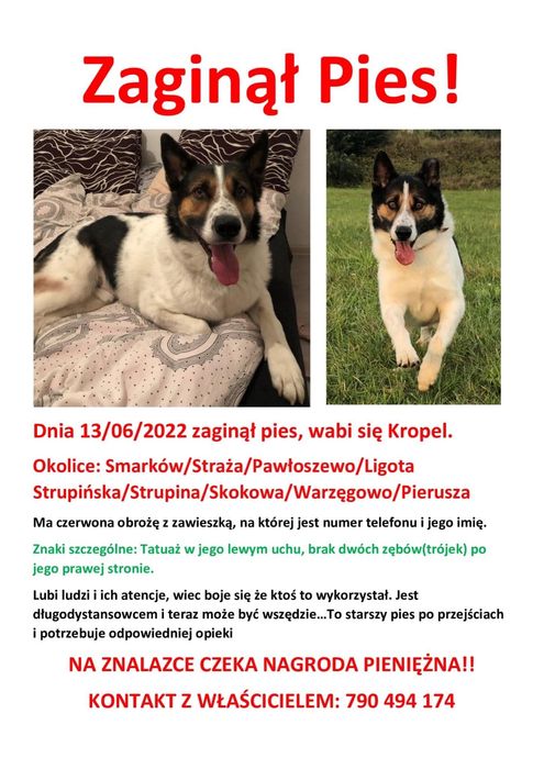 Zaginal pies Kropel