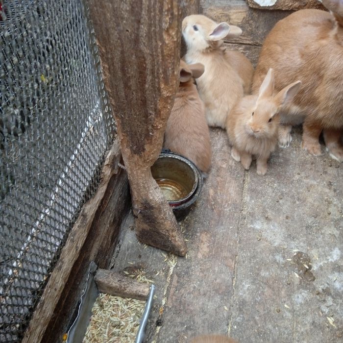 Кролі  термони, бургундська- продам