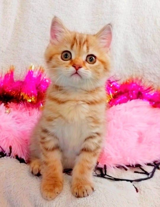 Золота шоколадна шиншила таббі дівчинка очаровашка Скотіш Страйт