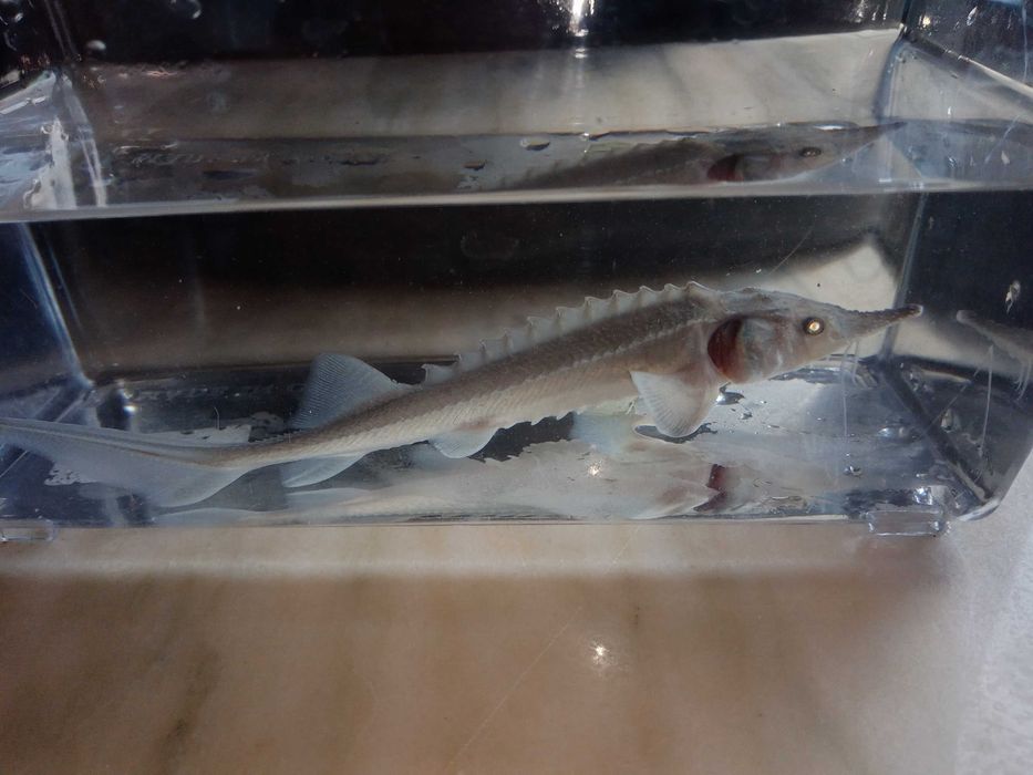 Esturjão Siberiano (Huso baerii) 15cm Agua Fria