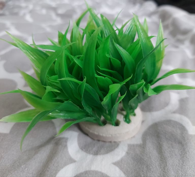 Rośliny do akwarium - nowe